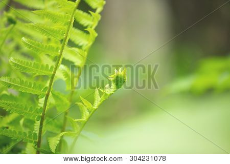 Image Of Beautiful Ferns Leaves Green Foliage. Natural Floral Fern Background In Spring