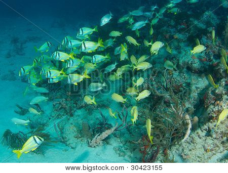 Porkfish skole