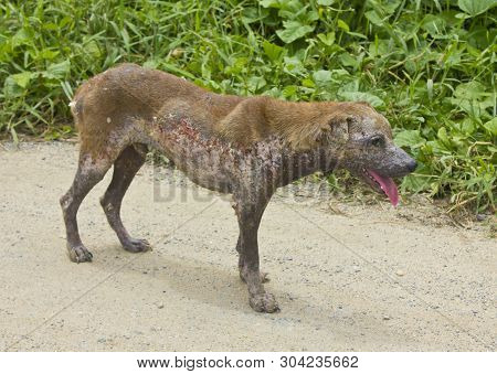 Dog Mange, Animal, The Dog Is Sick.