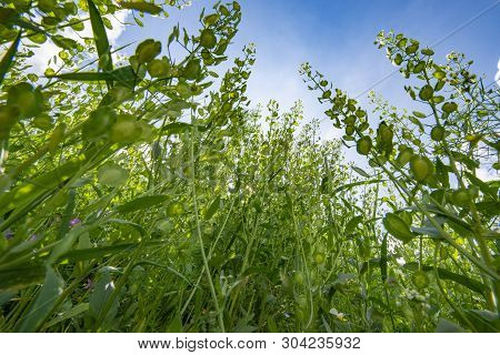 Big Weeds Thlaspi Arvense Common Name Field Pennycress On A Field Close Up