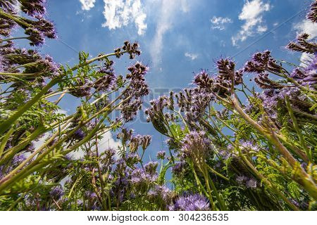 Lacy Phacelia, Blue Tansy, Purple Tansy - Phacelia Tanacetifolia - Honey Plant For Bees