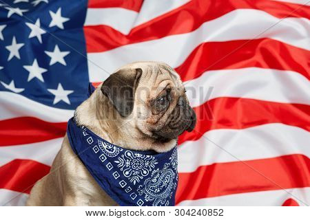 Beautiful Beige Puppy Pug On The Background Of The American Flag On Independence Day.