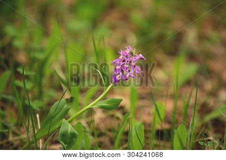 Close-up Of An Early Purple Orchis Or Orchis Mascula Flower In Bloom In Spr