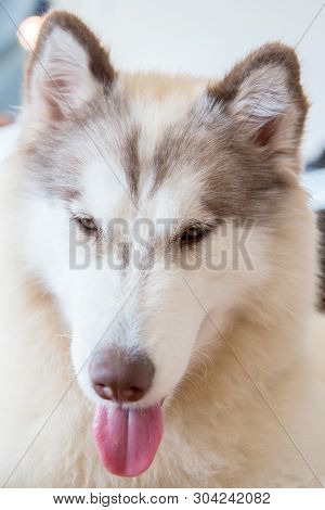 Siberian Husky, Sleepy Dog And Lovely Pet