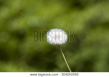 Macro Photo Nature Plant Fluffy Dandelion. Blooming White Dandelion Flower On The Background Of Plan