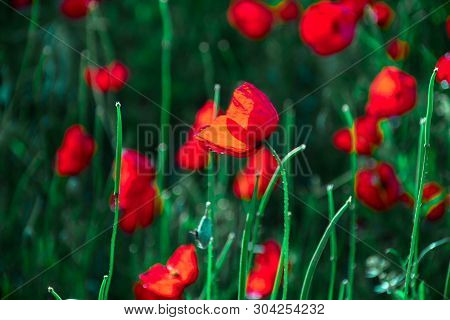 Poppies On Green Field In Rays Sun