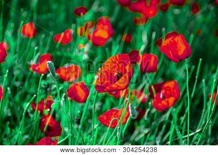 Poppies On Green Field In Rays Sun