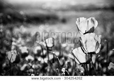 Poppies On Green Field In Rays Sun