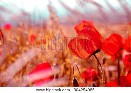 Poppies On Green Field In Rays Sun