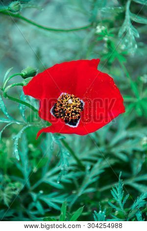 Poppies On Green Field In Rays Sun