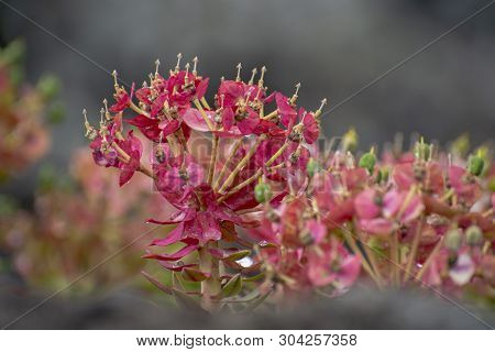Flora Of Mount Etna Volcano, Pink Blossom Euphorbia Rigida, Gopher Spurge, Upright Myrtle Spurge Flo