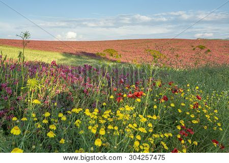 Flora Of Sicily, Colorful Flossom Of Wild Flowers, Peas And French Honeysuckle, Pink Sulla Flowers O