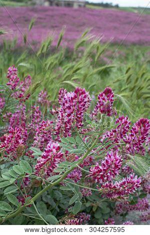Flora Of Sicily, Colorful Flossom Of Wild Flowers, Peas And French Honeysuckle, Pink Sulla Flowers O