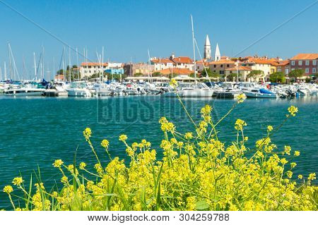 Scenic Harbour With Boats And Brightly Coloured Houses On The Flowers Forground Waterfront In Izola 