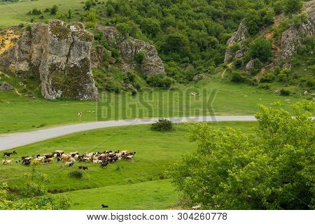 Herd Of Goats Guarded By Sheperd Dog In Dobrogea Gorges Area, Romania