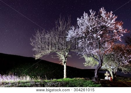 Crystal Clear Sky And Stars Over Blooming Trees.