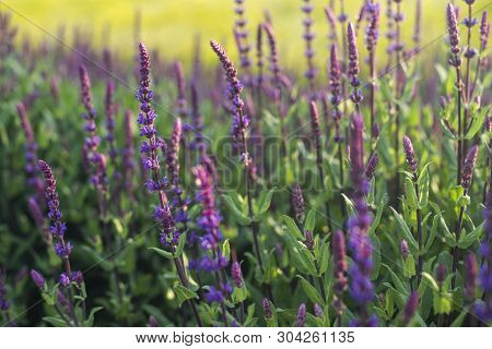 Blue Salvia Flowers Blooming In The Field With Blur Background