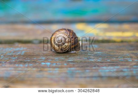 Grape Snail Sits On A Wooden Surface