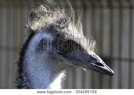 Even Emus Can Have Bad Hair Days.