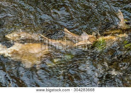 Dead Chinook Salmon During Spawning Season, Ketchikan Creek, Ketchikan, Alaska.