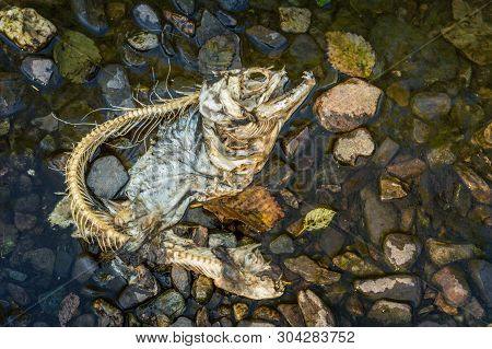 Dead Chinook Salmon During Spawning Season, Ketchikan Creek, Ketchikan, Alaska.