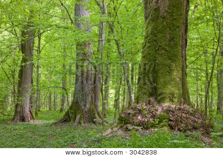 Vecchi tigli alla foresta di Sumertime