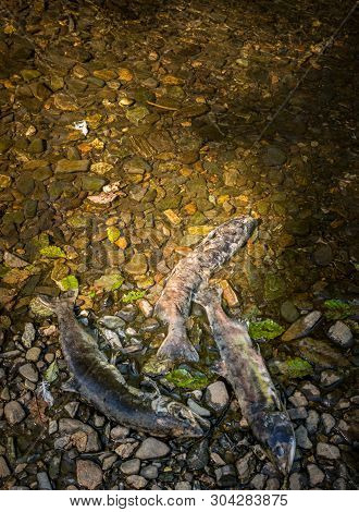 Dead Chinook Salmon During Spawning Season, Ketchikan Creek, Ketchikan, Alaska.