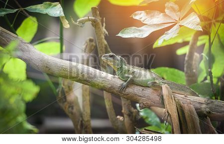 Chinese Green Water Dragon On Branch Tree / Large Lizard Green Iguanas - Physignathus Cocincinus