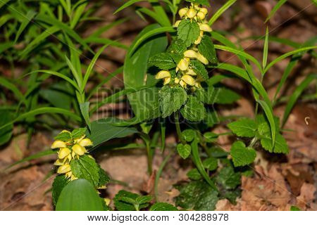Yellow Plant Lamium Galeobdolon (commonly Known As Yellow Archangel, Artillery Plant, Aluminium Plan
