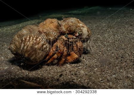 Hermit Crab In The Red Sea Colorful And Beautiful, Eilat Israel