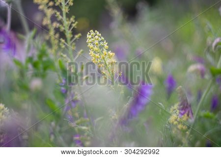 Blossom Of Wild Flower Reseda Lutea In The Field.