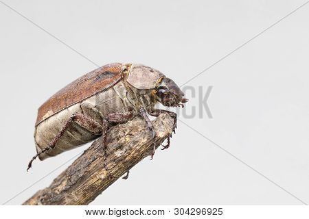 Image Of Cockchafer (melolontha Melolontha) On A Branch On White Background. Insect. Animals.
