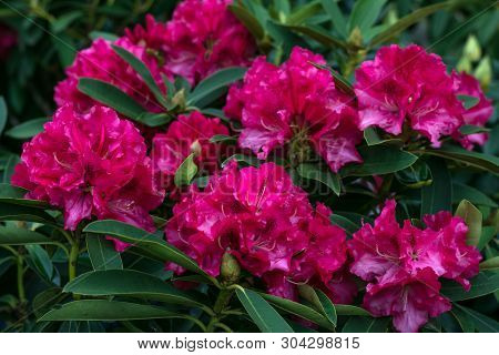 Rhododendron Pearces American Beauty. Shrub Of Azaleas In Ruby Color. Scarlet, Red, Azaleastrum. Alp