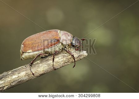 Image Of Cockchafer (melolontha Melolontha) On A Branch On A Natural Background. Insect. Animals.