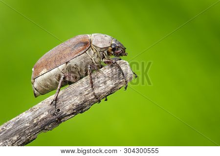 Image Of Cockchafer (melolontha Melolontha) On A Branch On A Natural Background. Insect. Animals.
