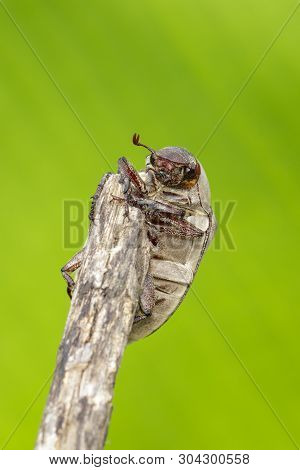 Image Of Cockchafer (melolontha Melolontha) On A Branch On A Natural Background. Insect. Animals.