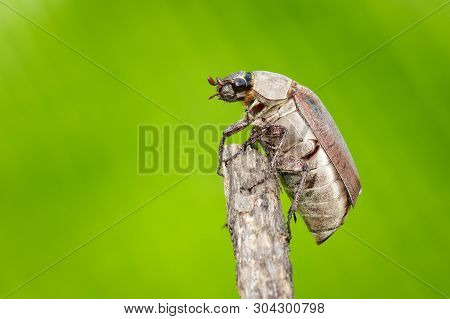 Image Of Cockchafer (melolontha Melolontha) On A Branch On A Natural Background. Insect. Animals.