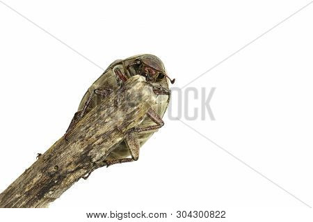 Image Of Cockchafer (melolontha Melolontha) On A Branch On White Background. Insect. Animals.