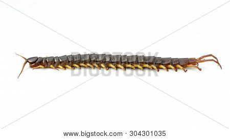 Image Of Centipedes Or Chilopoda Isolated On White Background. Animal. Poisonous Animals.