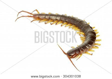 Image Of Centipedes Or Chilopoda Isolated On White Background. Animal. Poisonous Animals.