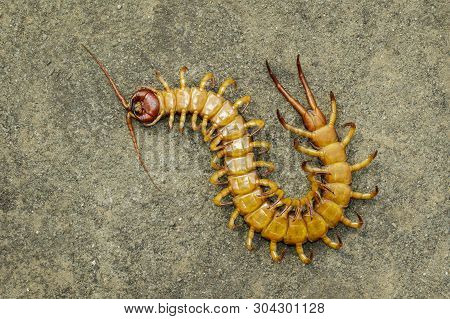 Image Of Dead Centipedes Or Chilopoda On The Ground. Animal. Poisonous Animals.