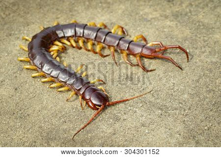 Image Of Centipedes Or Chilopoda On The Ground. Animal. Poisonous Animals.