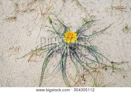 Baltic Goatsbeard In Sand Dunes Near The Sea In Spring. Close Up. The Species Evolved Precisely In T