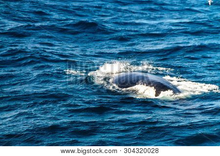 The Blow Hole Of A Southern Right Whale -eubalaena Australis- Surfacing In The South Atlantic Ocean.