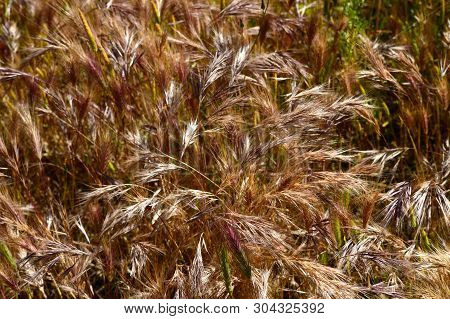 Close-up Of Wall Barley, False Barley, Hordeum Murinum, Nature