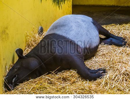 Closeup Of A Malayan Tapir Sleeping In A Bed Of Hay, Endangered Animal Specie From Asia