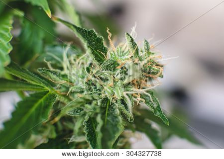 Buds Grown Cannabis In The House. Macro Shot With Sugar Trichomes. Bud Cannabis Before Harvest. Indi