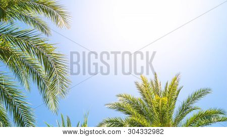 Palm Tree And Blue Sky Background Concept - Beautiful Palm Tree Leave And Blue Sky With Flare Light 