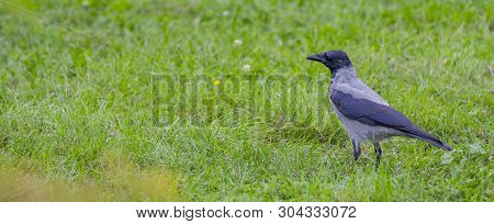 A Eurasian Magpie, Sitting On A Thin Branch, Also Known As Common Magpie. Pica Pica