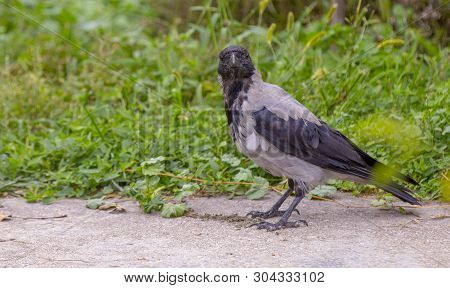 A Eurasian Magpie, Sitting On A Thin Branch, Also Known As Common Magpie. Pica Pica